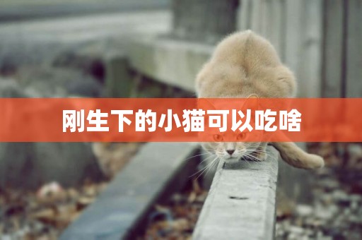 剛生下的小貓可以吃啥