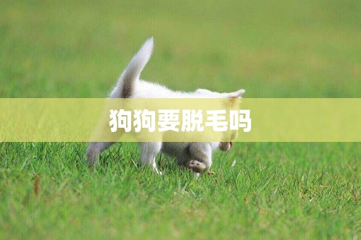 狗狗要脫毛嗎