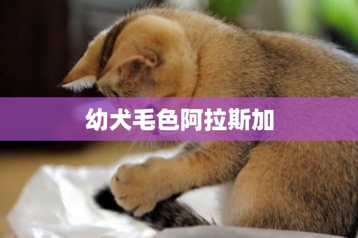 幼犬毛色阿拉斯加