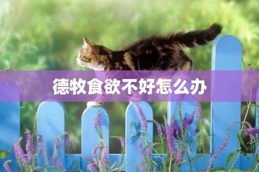 德牧食欲不好怎么辦