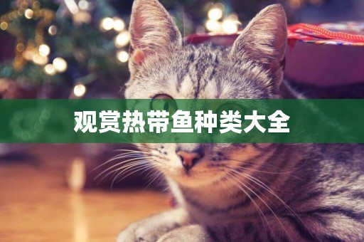 觀賞熱帶魚種類大全