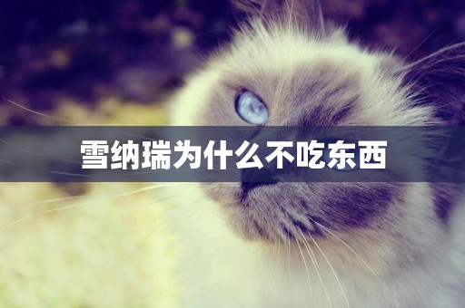 雪納瑞為什么不吃東西