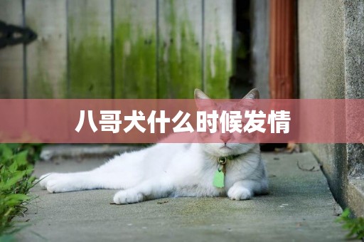 八哥犬什么時候發情