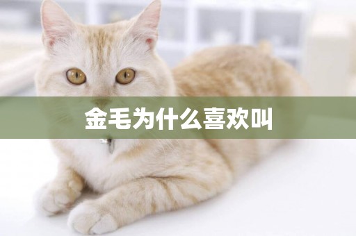 金毛為什么喜歡叫