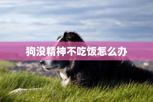 狗沒精神不吃飯怎么辦
