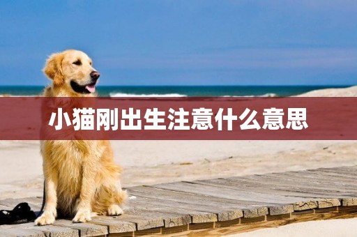 小貓剛出生注意什么意思