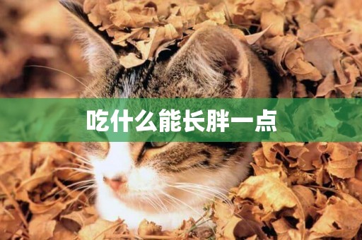 吃什么能長胖一點