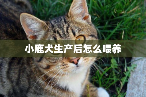 小鹿犬生產后怎么喂養