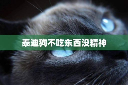 泰迪狗不吃東西沒精神