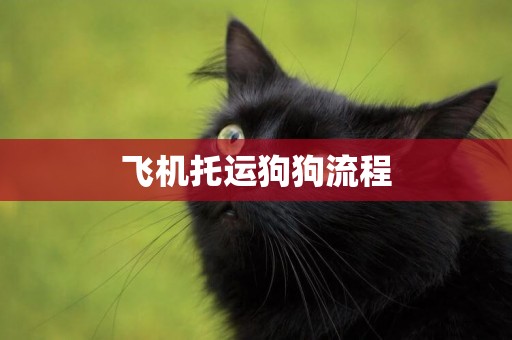 飛機托運狗狗流程