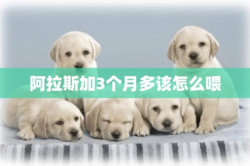阿拉斯加3個月多該怎么喂