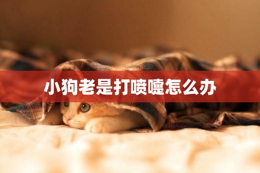 小狗老是打噴嚏怎么辦
