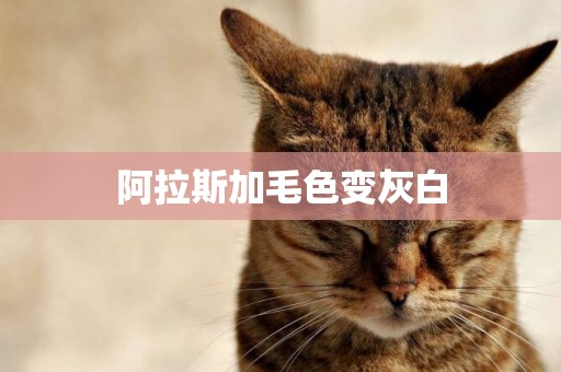 阿拉斯加毛色變灰白