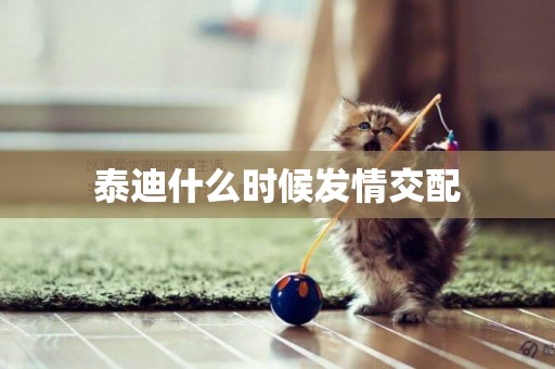 泰迪什么時候發情交配