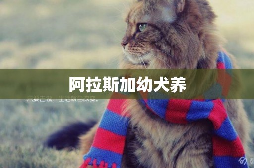 阿拉斯加幼犬養