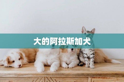 大的阿拉斯加犬
