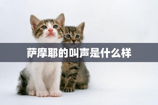 薩摩耶的叫聲是什么樣