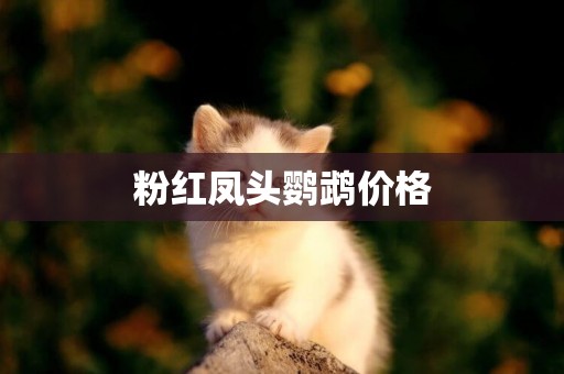 粉紅鳳頭鸚鵡價格