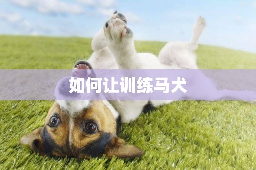 如何讓訓練馬犬