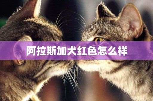 阿拉斯加犬紅色怎么樣