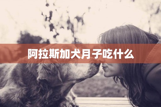 阿拉斯加犬月子吃什么