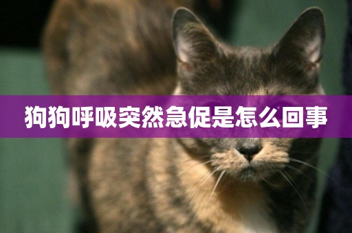 狗狗呼吸突然急促是怎么回事