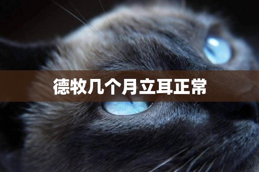 德牧幾個月立耳正常