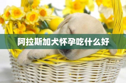 阿拉斯加犬懷孕吃什么好
