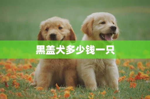 黑蓋犬多少錢一只