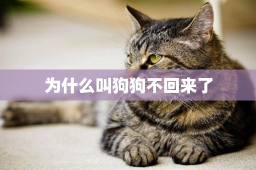 為什么叫狗狗不回來了