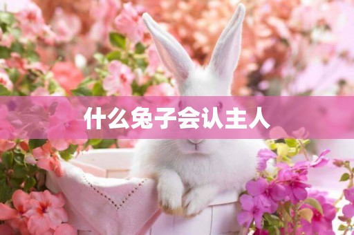 什么兔子會認主人