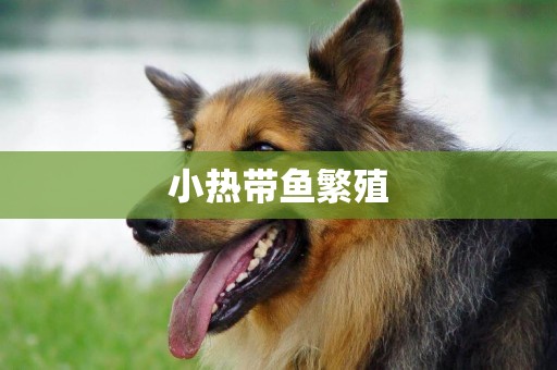 小熱帶魚繁殖