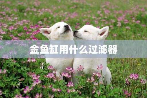 金魚缸用什么過濾器