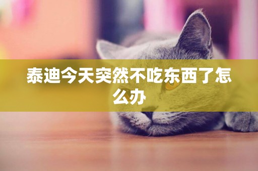 泰迪今天突然不吃東西了怎么辦