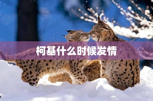 柯基什么時候發情