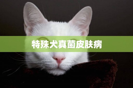 特殊犬真菌皮膚病