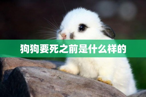狗狗要死之前是什么樣的