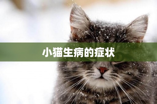 小貓生病的癥狀