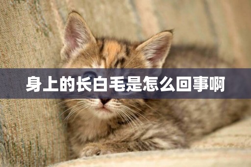 身上的長白毛是怎么回事啊
