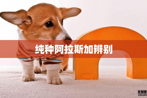 純種阿拉斯加辨別