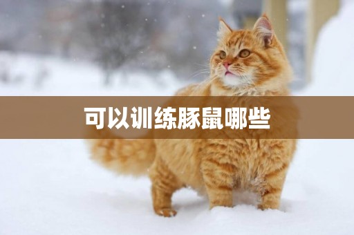 可以訓練豚鼠哪些