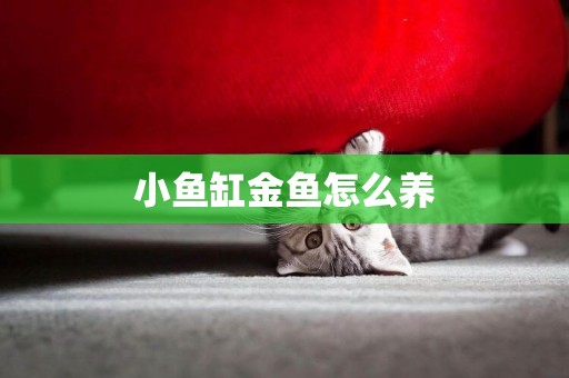 小魚缸金魚怎么養