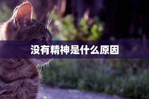 沒有精神是什么原因