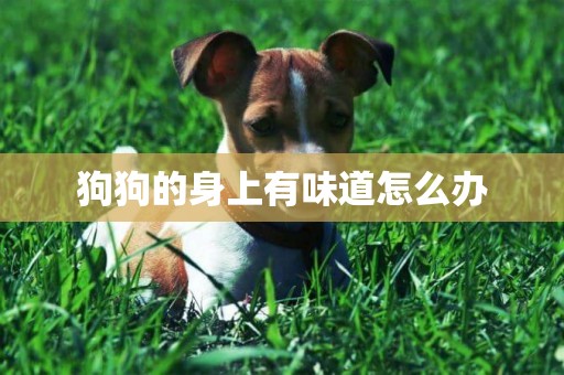 狗狗的身上有味道怎么辦