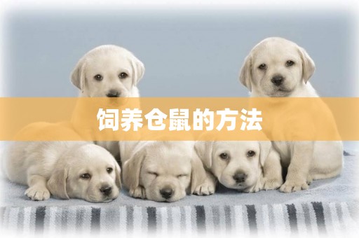 飼養倉鼠的方法