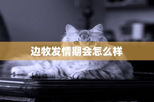 邊牧發情期會怎么樣