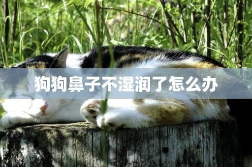 狗狗鼻子不濕潤了怎么辦
