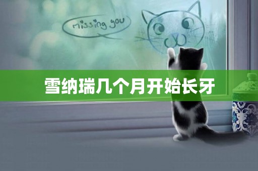 雪納瑞幾個月開始長牙