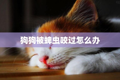 狗狗被蜱蟲咬過怎么辦