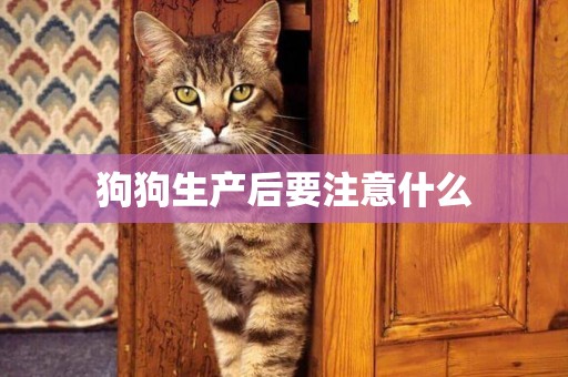 狗狗生產后要注意什么